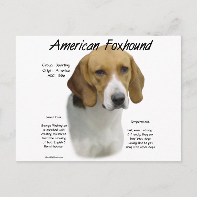 Amerikanische Foxhound-Geschichte, alles rund um F Postkarte (Vorderseite)