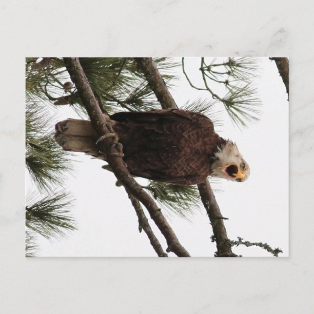 Amerikanische Glattkopfente Postkarte (Vorderseite)