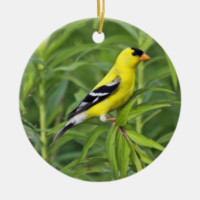 Amerikanische Goldfinch-Verzierung Keramik Ornament (Vorne)