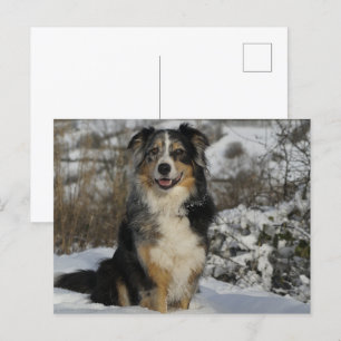 Amerikanische Hirte im Schnee Postkarte