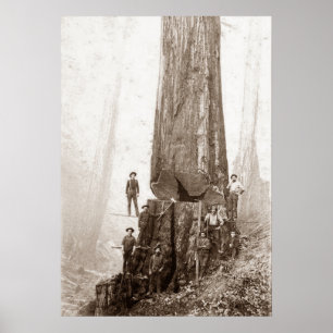 Amerikanische Holzfäller um 1880 Poster