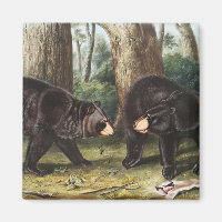 Amerikanische Illustration des schwarzen Bären Urs