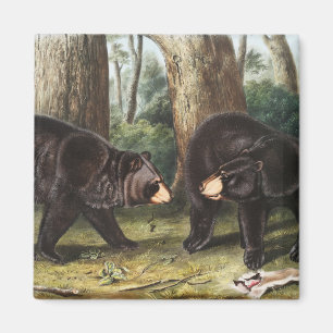 Amerikanische Illustration des schwarzen Bären Urs Magnet