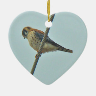 Amerikanische Kestrel (Falco sparverius) Ornament