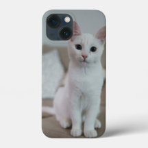 Amerikanische Kurzhaarkatze