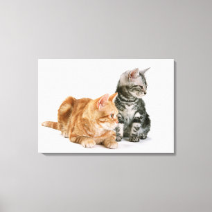 Amerikanische Kurzkatze 2 Leinwanddruck
