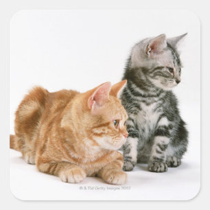 Amerikanische Kurzkatze 2 Quadratischer Aufkleber