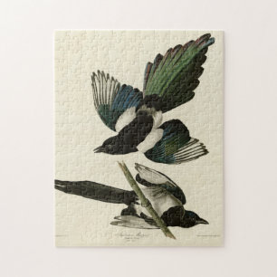 Amerikanische Magpie von Audubons Vögeln Amerikas