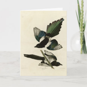 Amerikanische Magpie von Audubons Vögeln Amerikas Karte