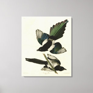 Amerikanische Magpie von Audubons Vögeln Amerikas Leinwanddruck
