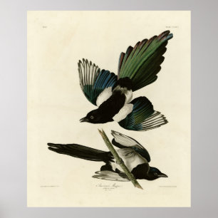 Amerikanische Magpie von Audubons Vögeln Amerikas Poster