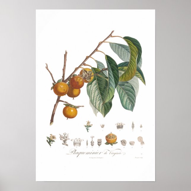 Amerikanische Persimmon Poster (Vorne)