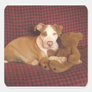 Amerikanische Pit Bull Terrier Welpe w Teddy Quadratischer Aufkleber