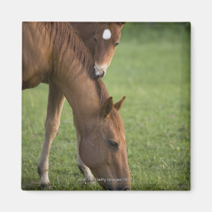 Amerikanische Quarterhorsestute und -colt auf dem Magnet