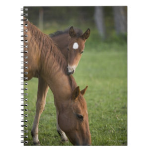 Amerikanische Quarterhorsestute und -colt auf dem Notizblock