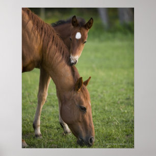 Amerikanische Quarterhorsestute und -colt auf dem Poster