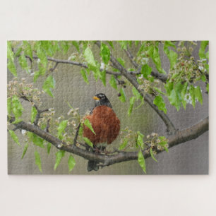 Amerikanische Robin auf Zweig mit Frühlingsblüten