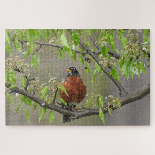 Amerikanische Robin auf Zweig mit Frühlingsblüten (Horizontal)