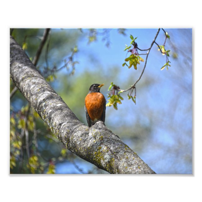 Amerikanische Robin in einem Ahornbaum Fotodruck (Vorne)