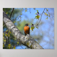 Amerikanische Robin in einem Ahornbaum