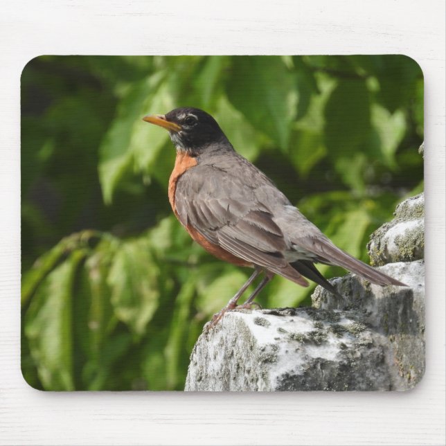 Amerikanische Robin Perched Mousepad (Vorne)