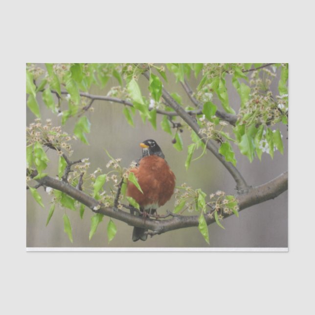 Amerikanische Robin Spring blüht Seidenpapier (Vorderseite)