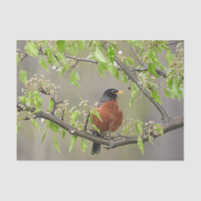 Amerikanische Robin Spring blüht Seidenpapier (Vorderseite)