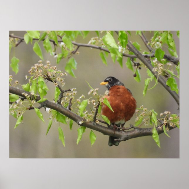 Amerikanische Robin und Spring Blossoms Poster (Vorne)