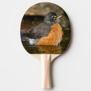 Amerikanische Rotdrossel badet 2 Tischtennis Schläger