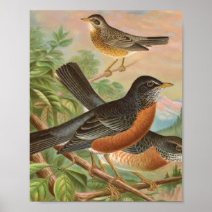 Amerikanische Rotdrossel Vintage-Vogelillustration Poster
