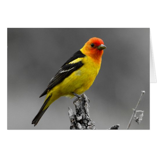Amerikanische Singvogel-Gruß-Karte Karte