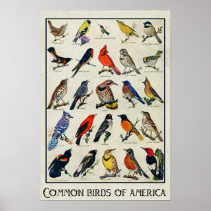 Amerikanische Vogelarten Antiquitätenvögel Poster