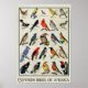 Amerikanische Vogelarten Antiquitätenvögel Poster (Vorne)