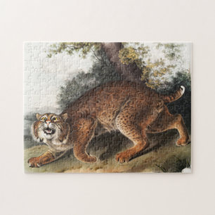 Amerikanische Wildkatze (Lynx Rufus) Illustration