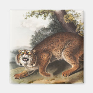 Amerikanische Wildkatze (Lynx Rufus) Illustration Magnet