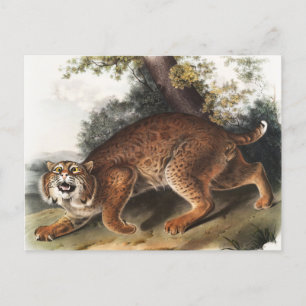 Amerikanische Wildkatze (Lynx Rufus) Illustration Postkarte