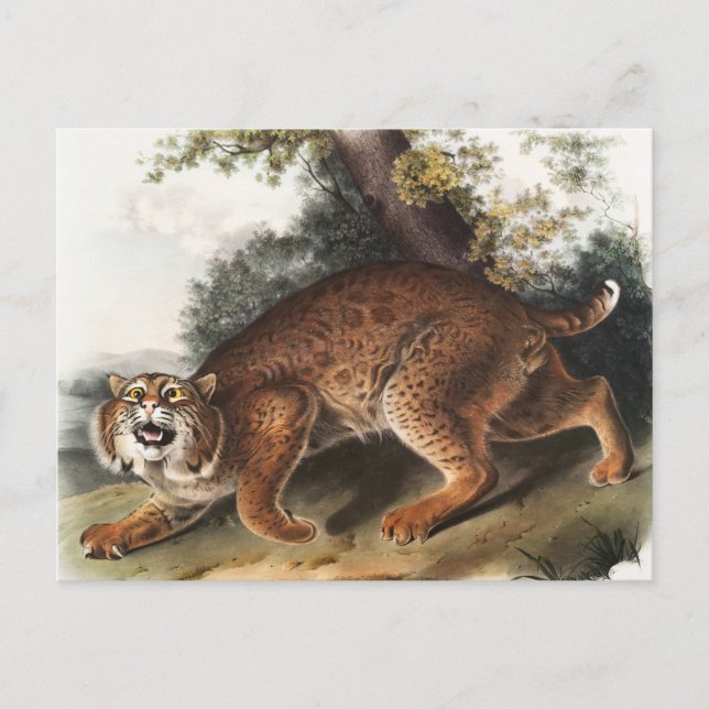 Amerikanische Wildkatze (Lynx Rufus) Illustration Postkarte (Vorderseite)