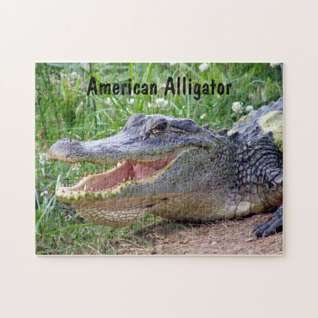 Amerikanischer Alligator (Horizontal)