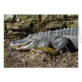 Amerikanischer Alligator