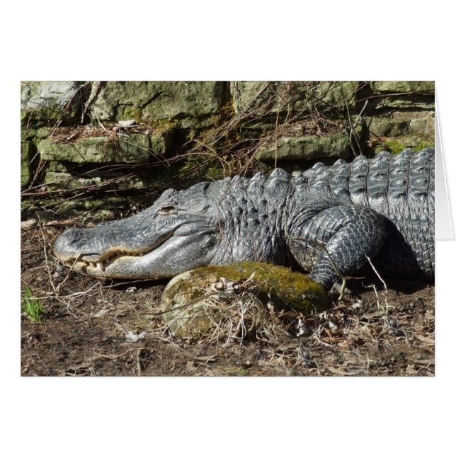 Amerikanischer Alligator (Vorderseite (Horizontal))