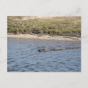 Amerikanischer Alligator in einem Sumpfgebiet schw Postkarte