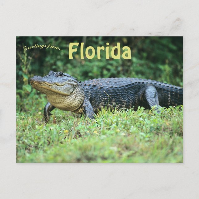 Amerikanischer Alligator in Florida Postkarte (Vorderseite)