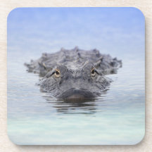 Amerikanischer Alligator – Lake Apopka Wildlife Dr