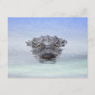 Amerikanischer Alligator – Lake Apopka Wildlife Dr Postkarte