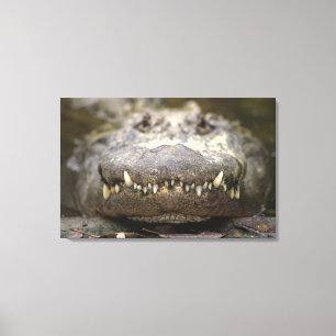 Amerikanischer Alligator Leinwanddruck