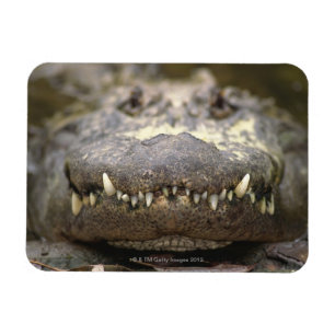 Amerikanischer Alligator Magnet
