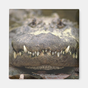 Amerikanischer Alligator Magnet