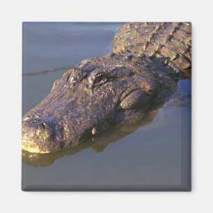 Amerikanischer Alligator Magnet
