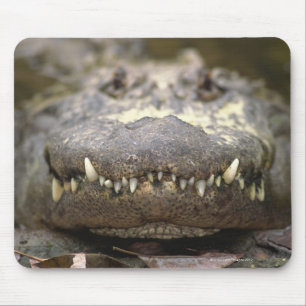 Amerikanischer Alligator Mousepad