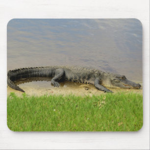 Amerikanischer Alligator - Nizza und ruhig Mousepad